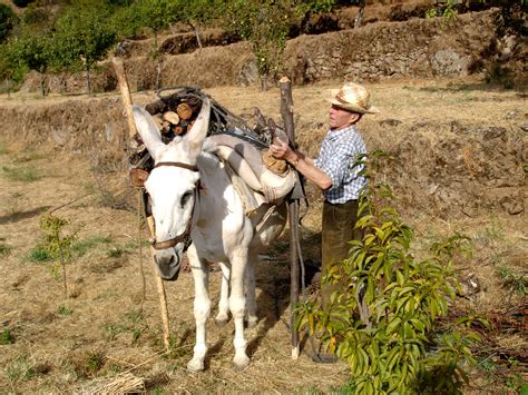 Retrato de Marcelina Aguilera con su carga de leña a cuestas