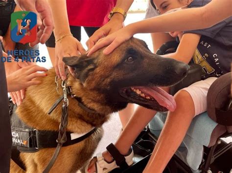 Infografía: Necesidades especiales de perros policía jubilados