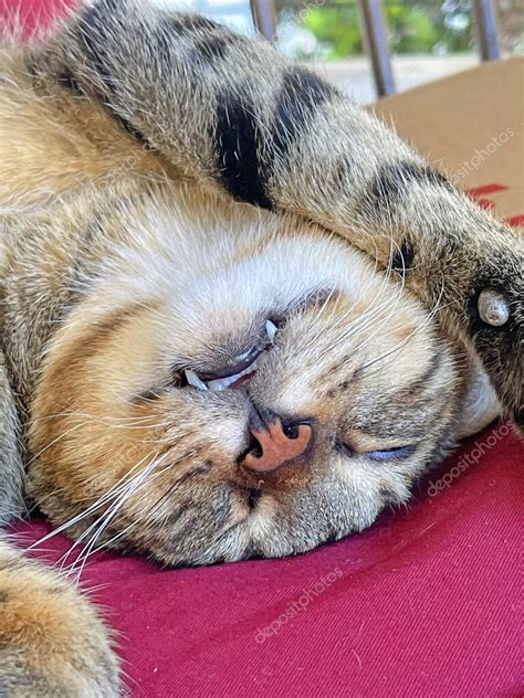 Gato durmiendo profundamente con la lengua ligeramente fuera de la boca