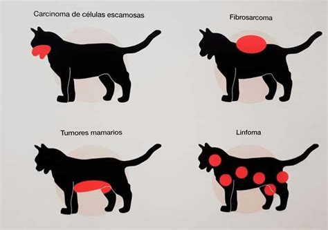 Esquema de las localizaciones comunes de tumores orales en gatos