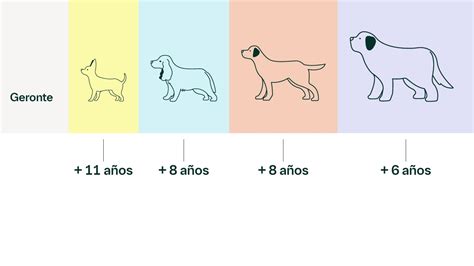 Infografía detallando las etapas de la vida de un perro policía, desde el entrenamiento hasta la jubilación y adopción.