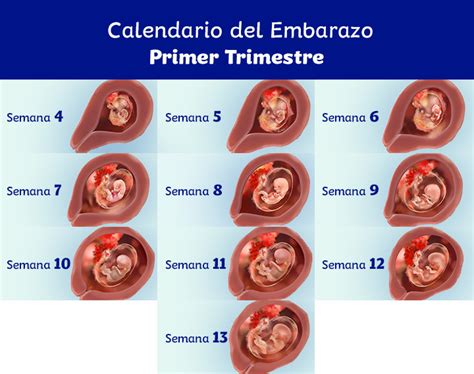 Infografía detallando las semanas de inicio y duración de los permisos pre y postnatal.