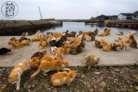 Mapa de la isla de Tashirojima con santuario de gatos