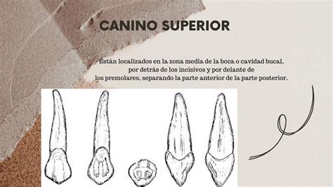 El canino es un fanático de las personas adultas