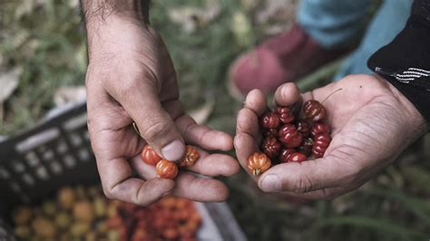 Recolección de alimentos silvestres en zonas rurales