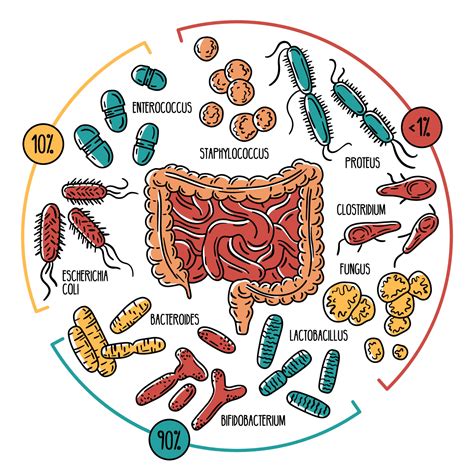 Representación de la flora intestinal y los cambios con la edad