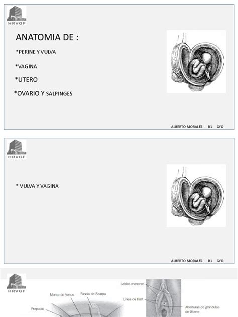 Esquema de la anatomía de la vulva en la juventud