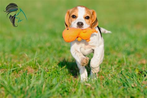 cachorro jugando con un mordedor