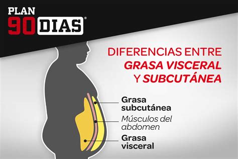 Esquema de la ubicación de la grasa visceral en el cuerpo humano