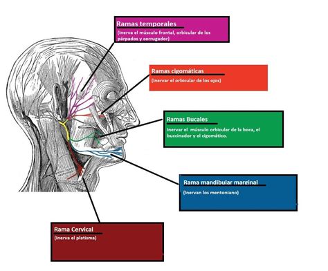 Esquema anatómico de los nervios craneales, específicamente el nervio trigémino y sus ramas en la cara