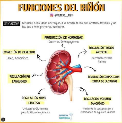 Esquema de las funciones principales del riñón y el proceso de filtración glomerular