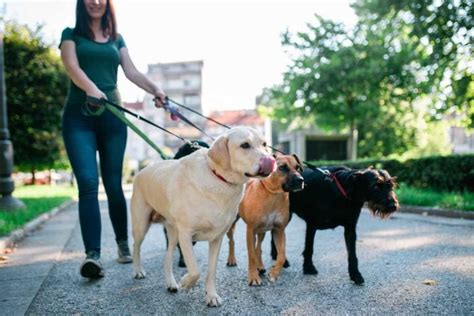 Cuidador de perros paseando a varios perros a la vez