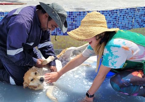 Voluntarios cuidando perros en un refugio en la playa