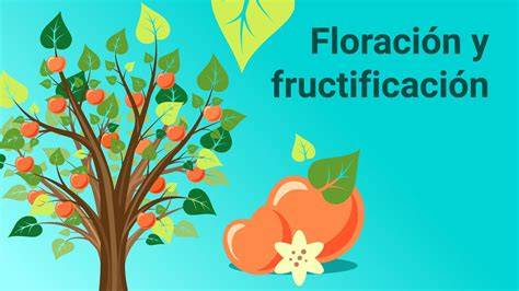 Infografía: rasgos morfológicos de MaIHuenia poeppigii y sus fases de floración y fructificación