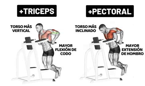 Infografía mostrando la correcta ejecución de los fondos para tríceps.