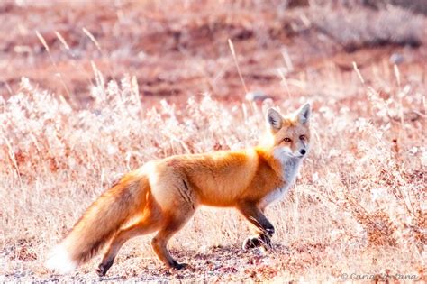 fotografía de zorra roja en su coloración típica