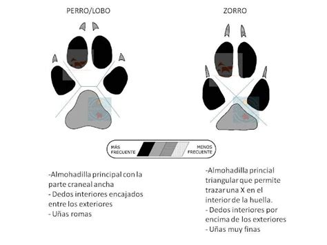 ilustración comparativa de huellas de zorro y perro, mostrando diferencias entre patas delanteras y traseras