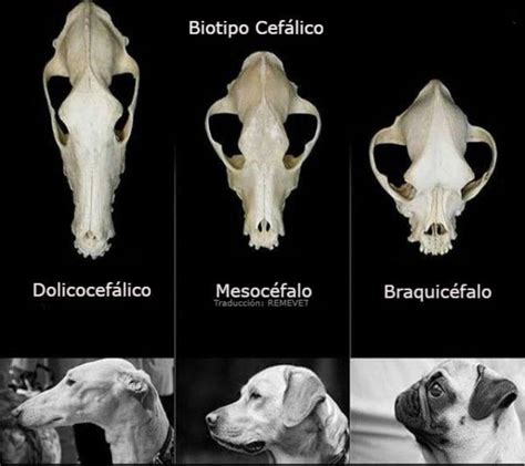 comparación de cráneos de zorro (izquierda) y perro (derecha)