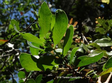Oruga del Corcolén (Edmondsia sypnoides) sobre hoja de Azara integrifolia