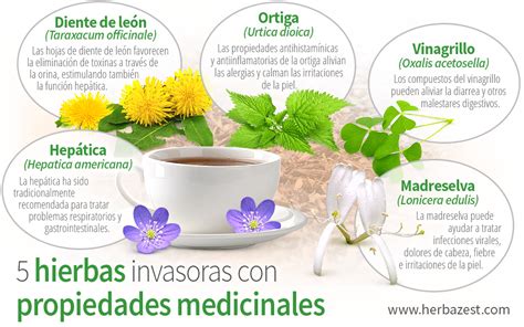 Infografía: Compuestos bioactivos de Azara serrata y sus propiedades medicinales