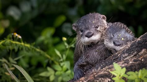 Esquema sobre la relación entre el cambio climático, la pérdida de biodiversidad y el aumento de eventos meteorológicos extremos.