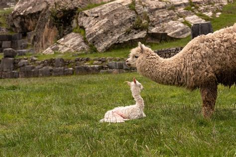 Foto de una cría de taruca con su madre