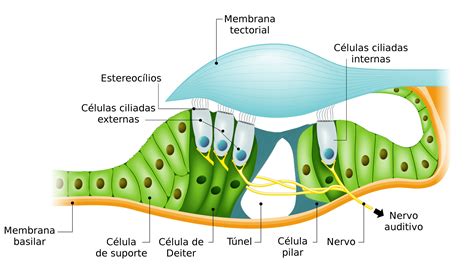 Diagrama del oído interno mostrando las células ciliadas y el nervio auditivo.