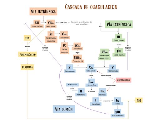 Esquema conceptual: la vulnerabilidad como condición humana intrínseca y social.