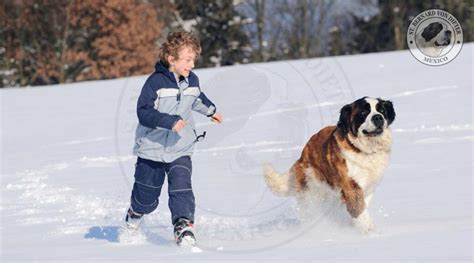 perro San Bernardo jugando con un niño