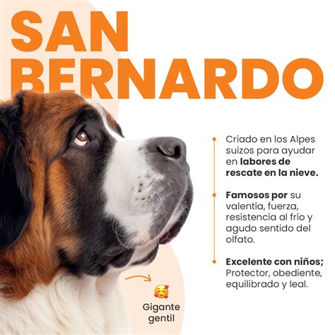 cuidados del pelaje de un San Bernardo