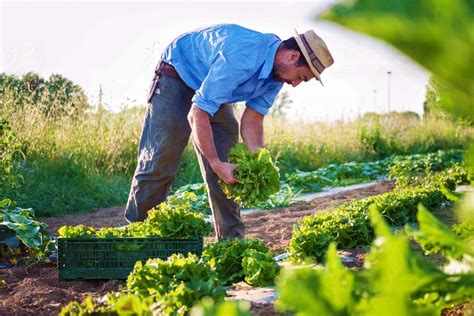 Trabajador agrícola realizando labores manuales