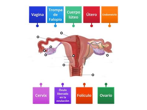Esquema detallado del aparato reproductor femenino con sus partes identificadas
