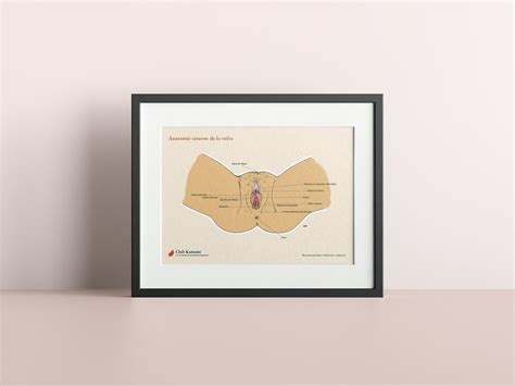 Ilustración de la vulva con sus partes principales