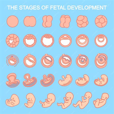 Ilustración de las etapas del desarrollo fetal en el útero