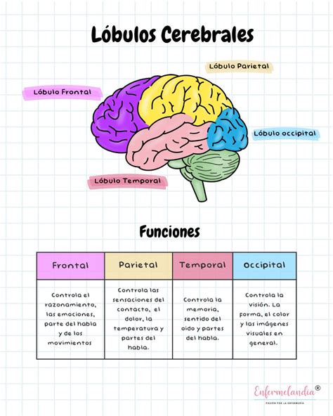 Infografía sobre las áreas cerebrales activadas durante el pensamiento autorreferencial y el impacto de la multitarea.