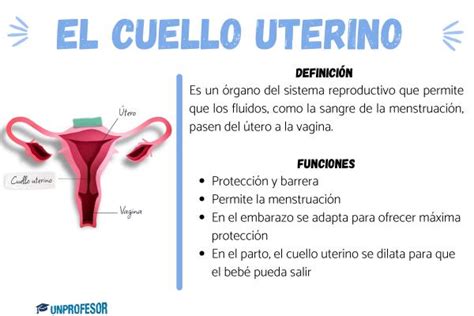 Anatomía del cuello uterino y su conexión con el útero y la vagina
