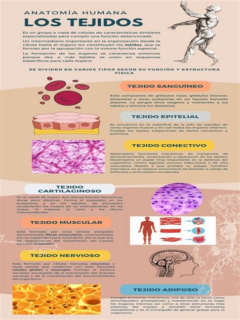 Infografía: tipos de tejidos suaves y transpirables para blusas