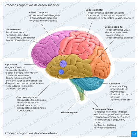 Esquema de las regiones cerebrales implicadas en la memoria y las funciones ejecutivas