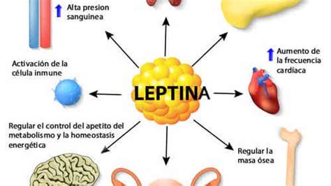 Infografía sobre la relación entre leptina, obesidad y funciones cerebrales