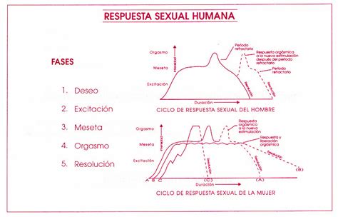 Esquema de las fases de la respuesta sexual femenina