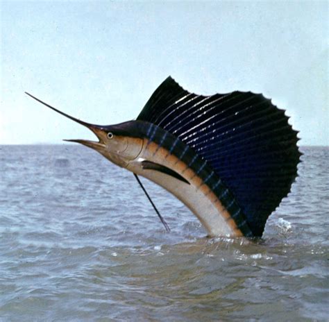 Ilustración de un viejo pescador luchando con un pez espada en el mar