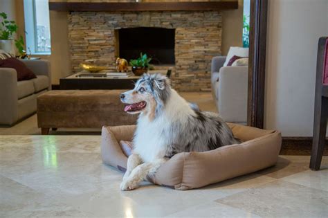 cuidadora de perros interactuando con un perro en una casa