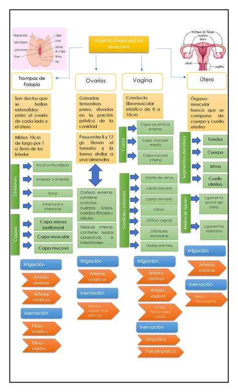 Esquema del aparato reproductor masculino detallando la producción del semen.