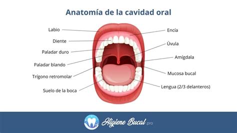 esquema de las estructuras de la cavidad oral de un perro, mostrando posibles ubicaciones de problemas dentales o cuerpos extraños