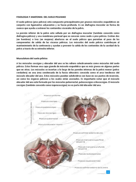 Esquema anatómico del suelo pélvico femenino con músculos y órganos