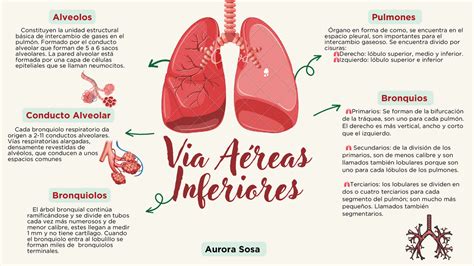 Esquema de las vías respiratorias humanas