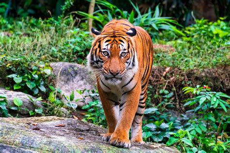 Imagen de un tigre malayo en su hábitat natural o en un santuario