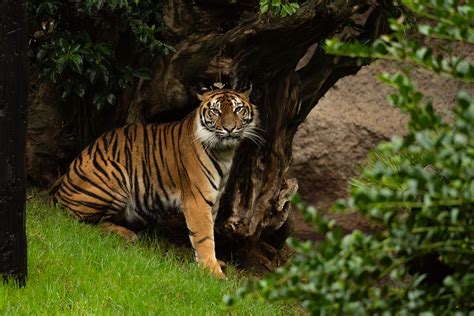 Infografía sobre el estado de conservación del tigre malayo y la labor de los zoológicos