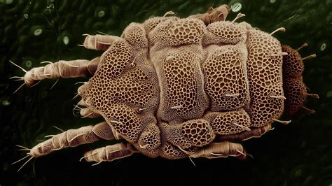 Microscopio mostrando un ácaro del polvo