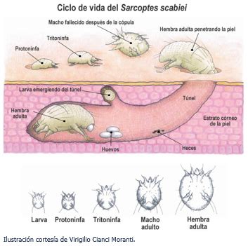 Esquema del ciclo de vida del ácaro Sarcoptes scabiei en la piel